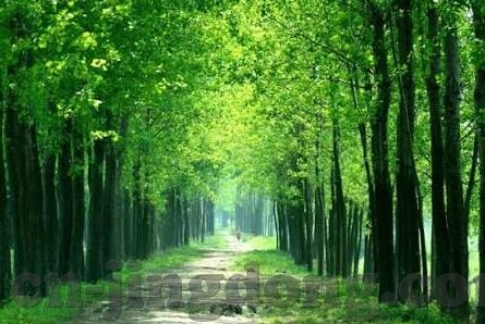 av基地网站麻豆-麻豆——虚拟世界中的真实面孔