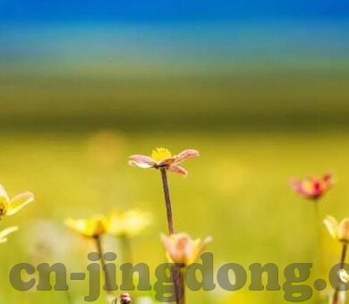 大象视频1234区2020-探索大象视频1234区的2020年新风貌